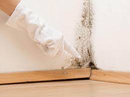 Trusted Havre De Grace, MD Mold Inspection Experts